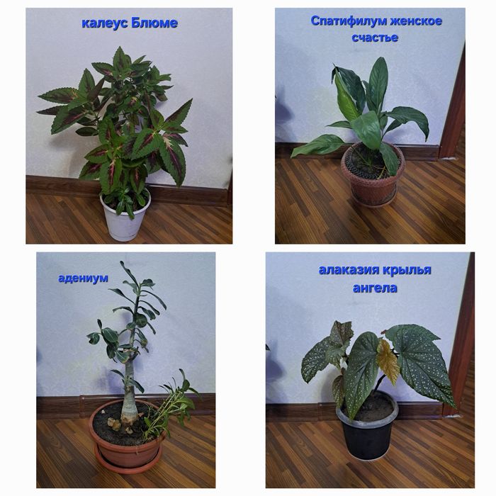 Комнатные цветы цена за все