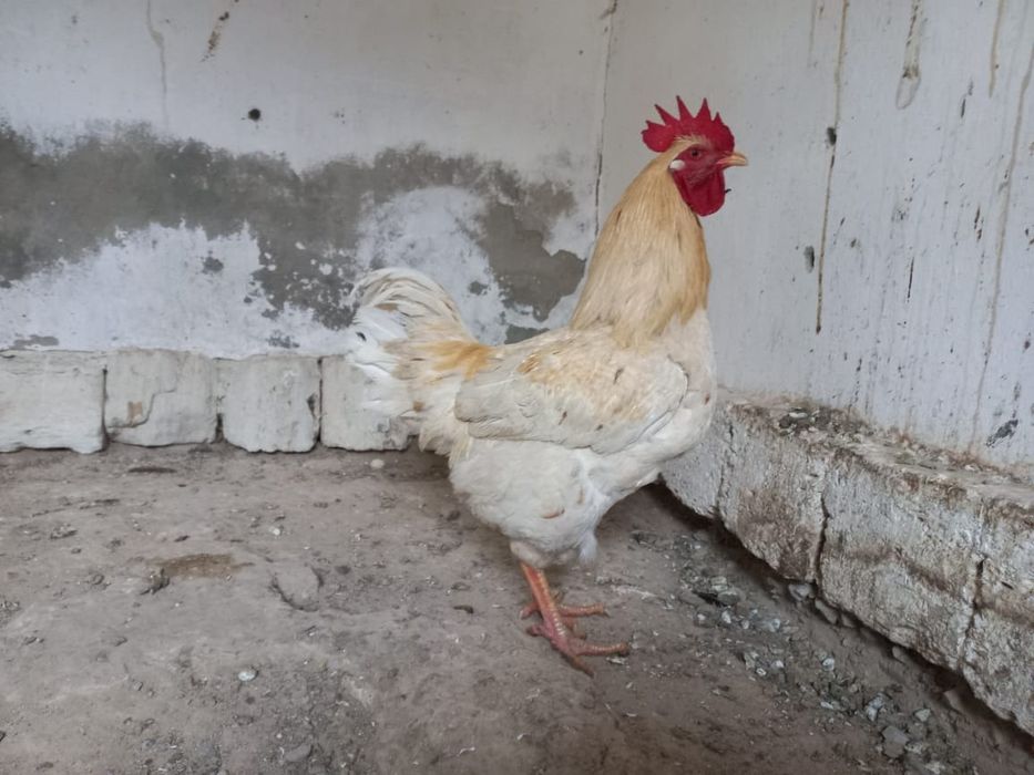 Атештер сатылады