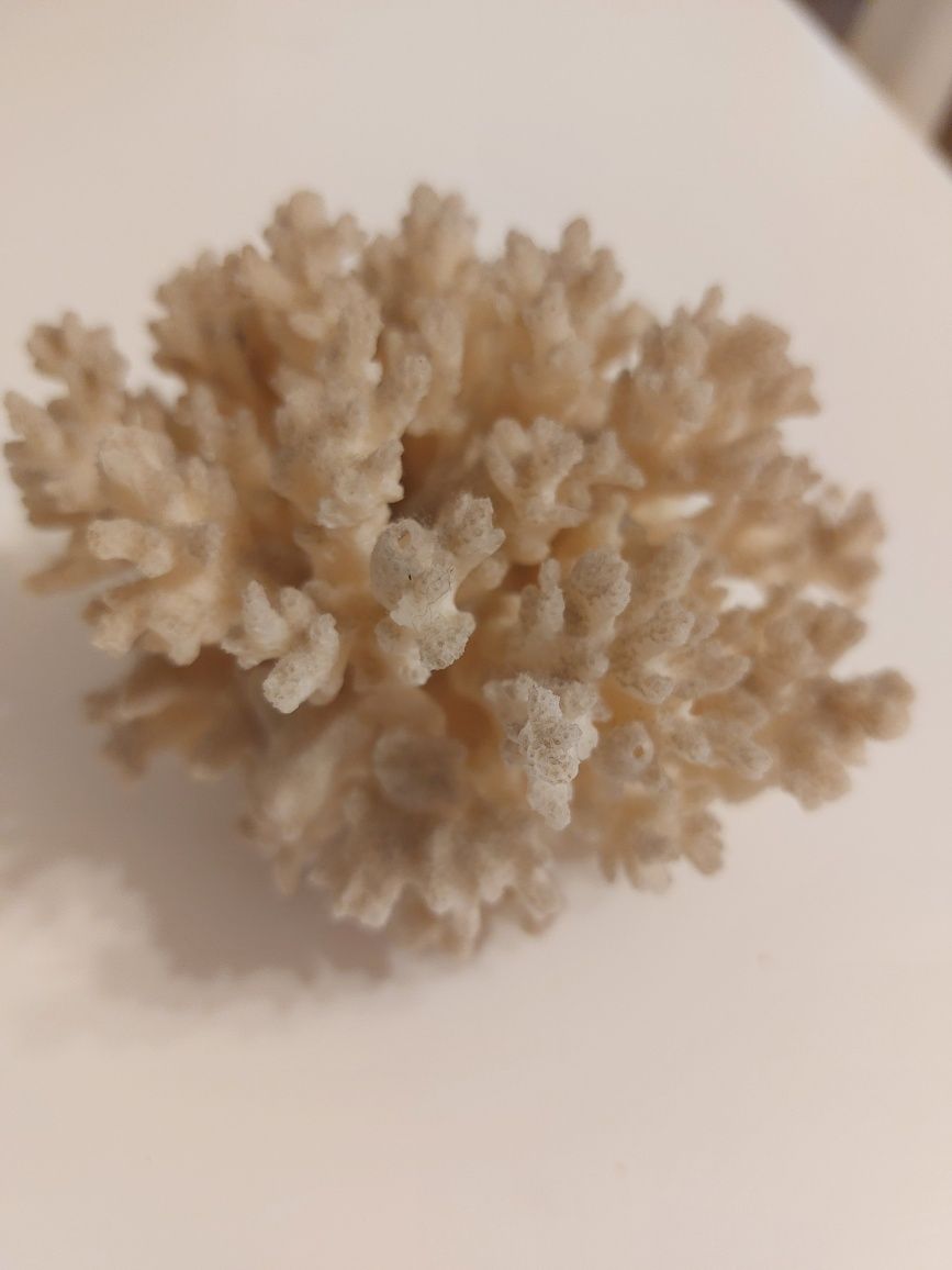 Vând coral natural/ melci/scoici.
