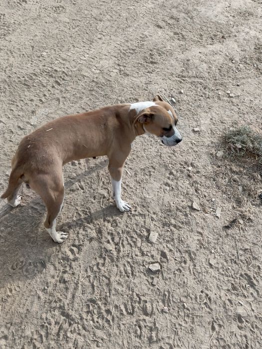 Pitbul kuchugi bahorgi kuchuk