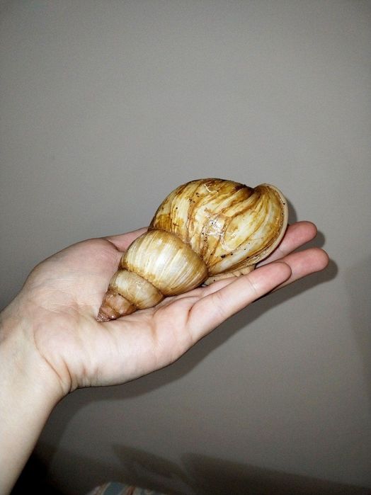 Ulitka axatina kimga kerak bulsa