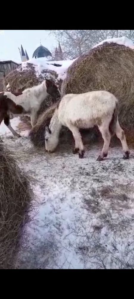 Тайлар, лошади еркек и ургашы