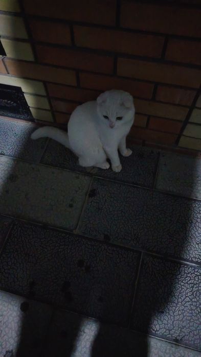 Кошечки шатлагские