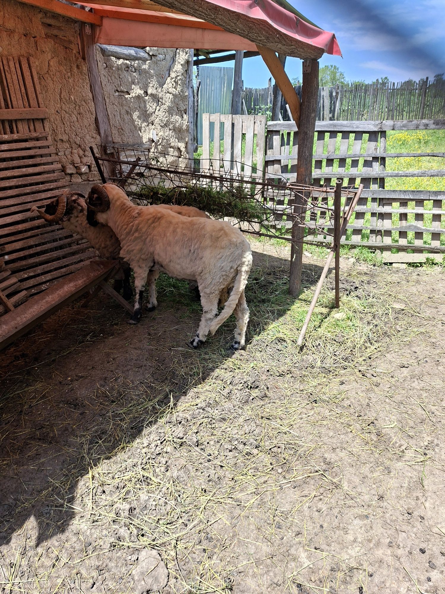 Vand berbeci de rasa