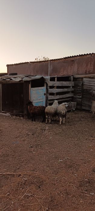 Продам токты 3 головы (2 девочки, 1 мальчик).
Не по отдельности, троих