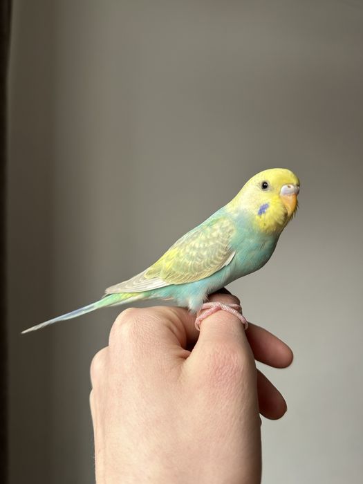 Полностью ручные птенцы волнистого попугая