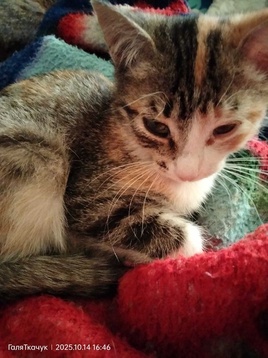 Кошечка ищет новый дом