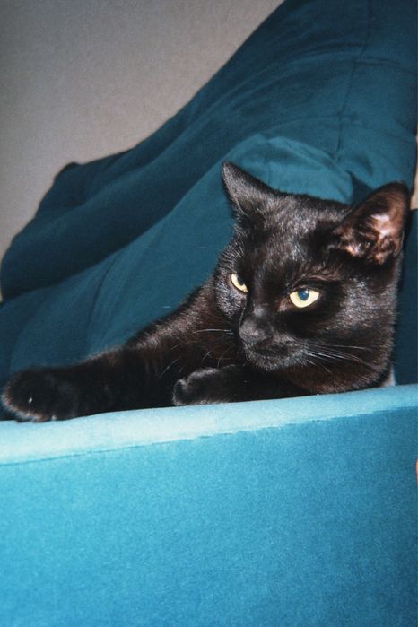 Отдам кошку 2 года