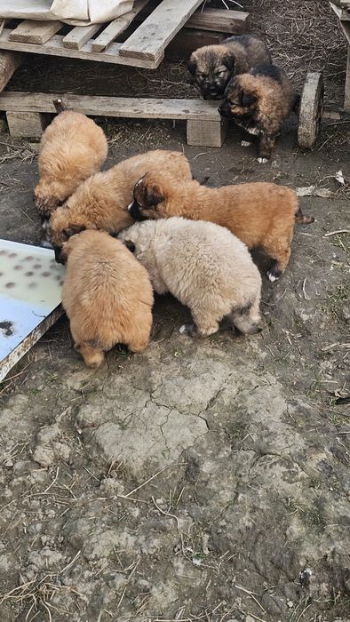 Donez cățeluși de talie mare