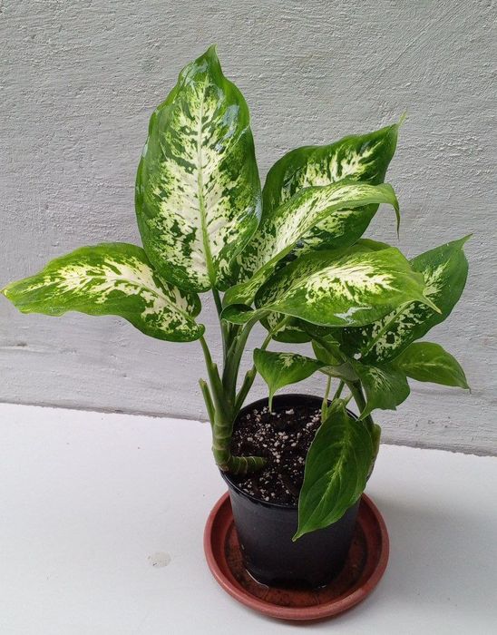 Диффенбахия компакта.Кустистый сорт диффенбахия.Цветы для дома и офиса