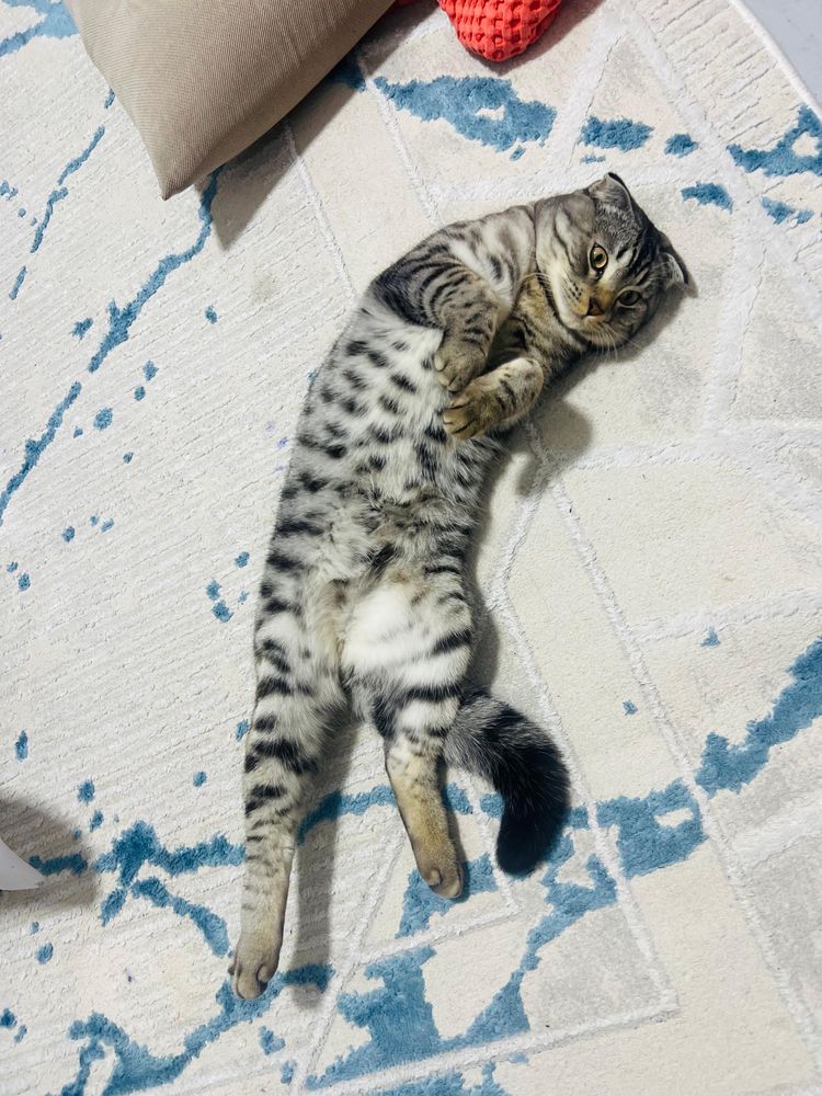 Продается кот по имени Флоу