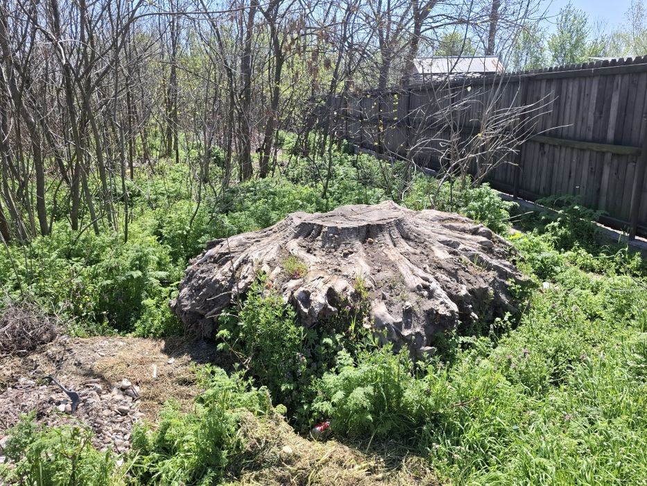 Rădăcină de frasin 110 ani