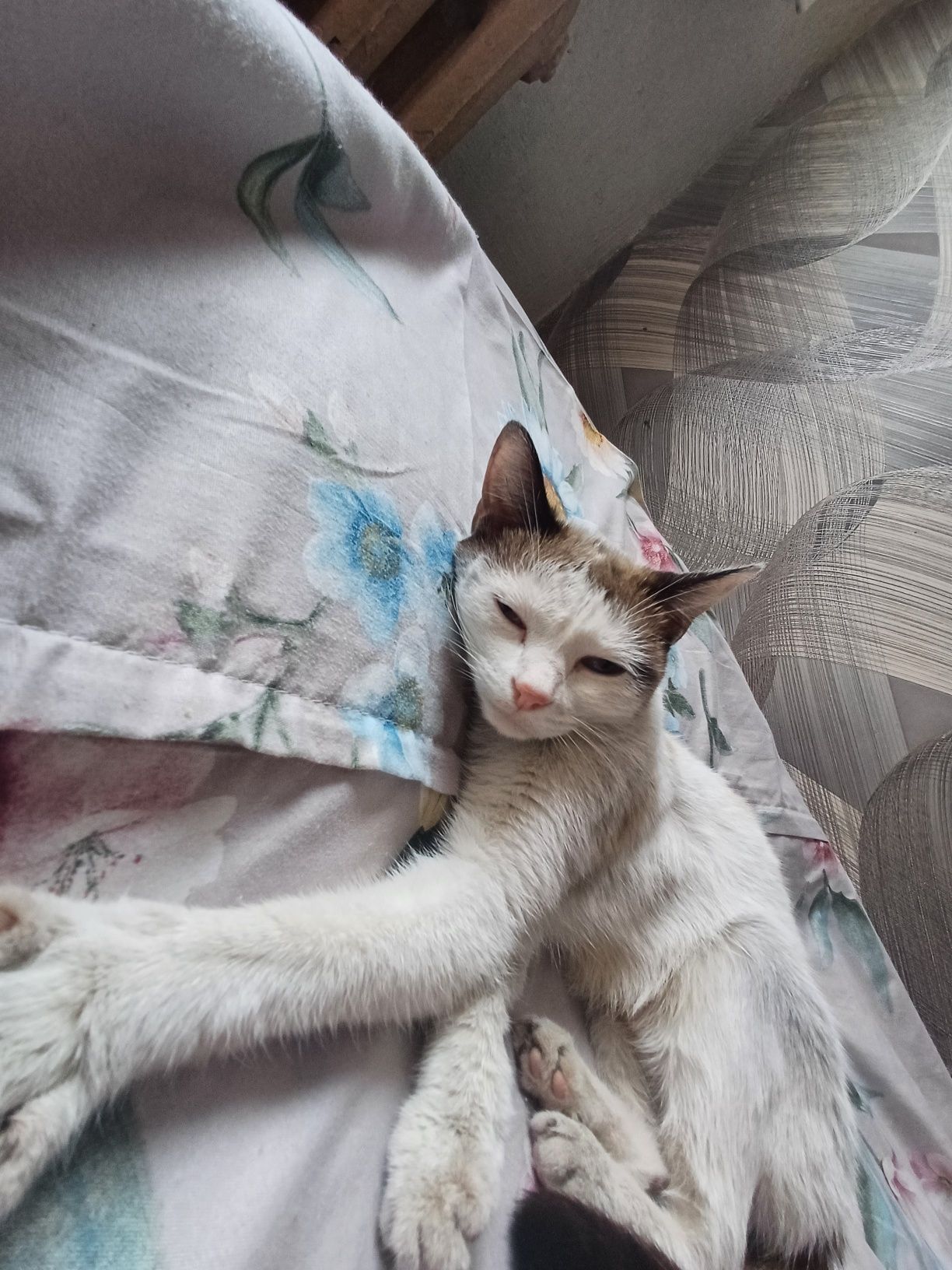 Отдам в добрые руки кошку с котятами. 3 мальчика и 2 девочки.