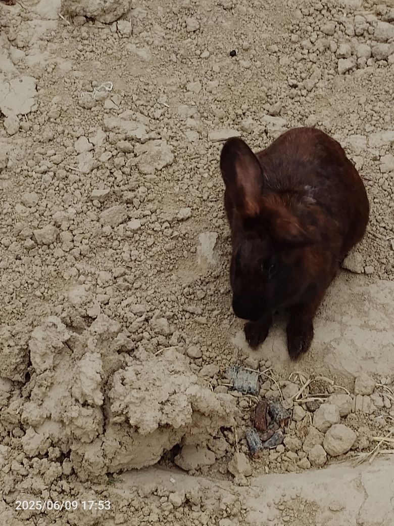 Uyda boqilgan quyonlar Sotiladi Kelishimiz