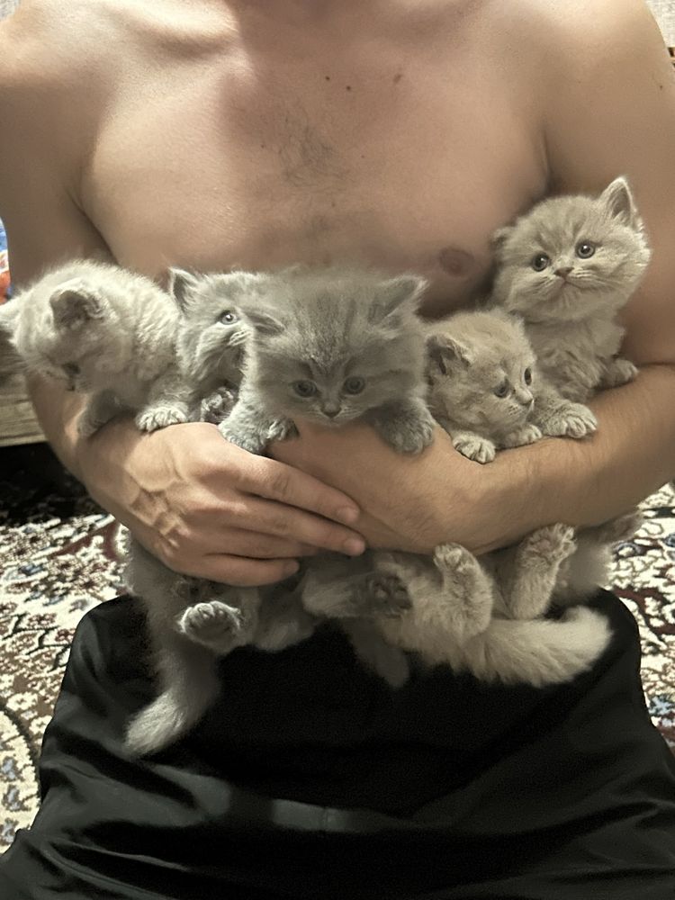 Британские котята от Родословной папы