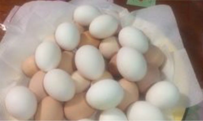 Домашние яйцо Қолдың жұмыртқалары