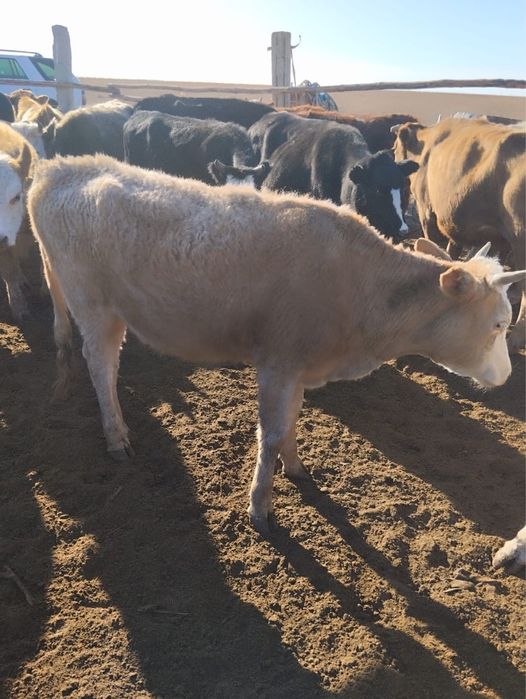 Баспақтар сатылады