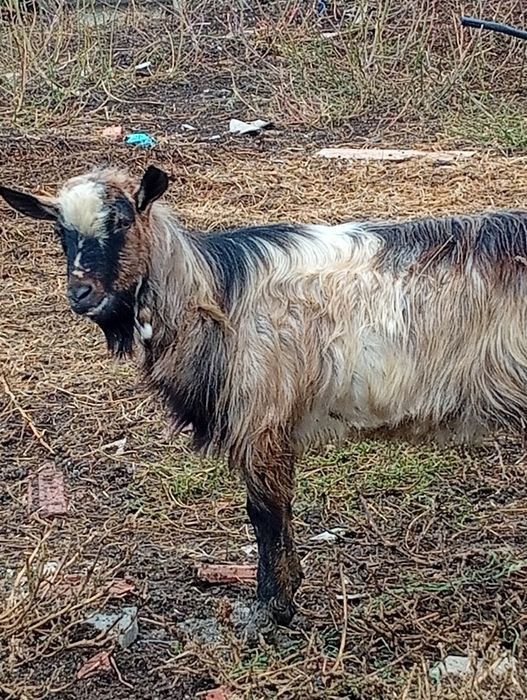 Vând țap și două iede