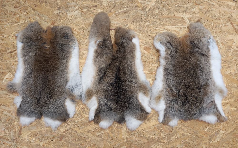 Piei/Blănuri argăsite iepure