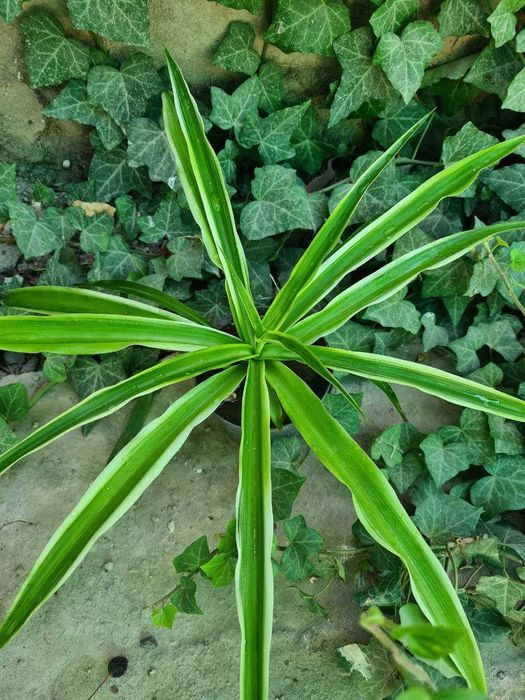 Композиция из кактусов и суккулентов, хлорофитум