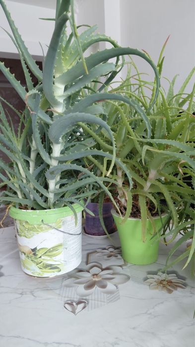 Продам лечебный алоэ. Возможно доставка