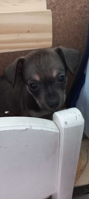 Малки кученца пинчери