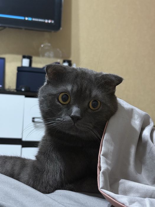 Кот на вязку  вислоухий шотландец