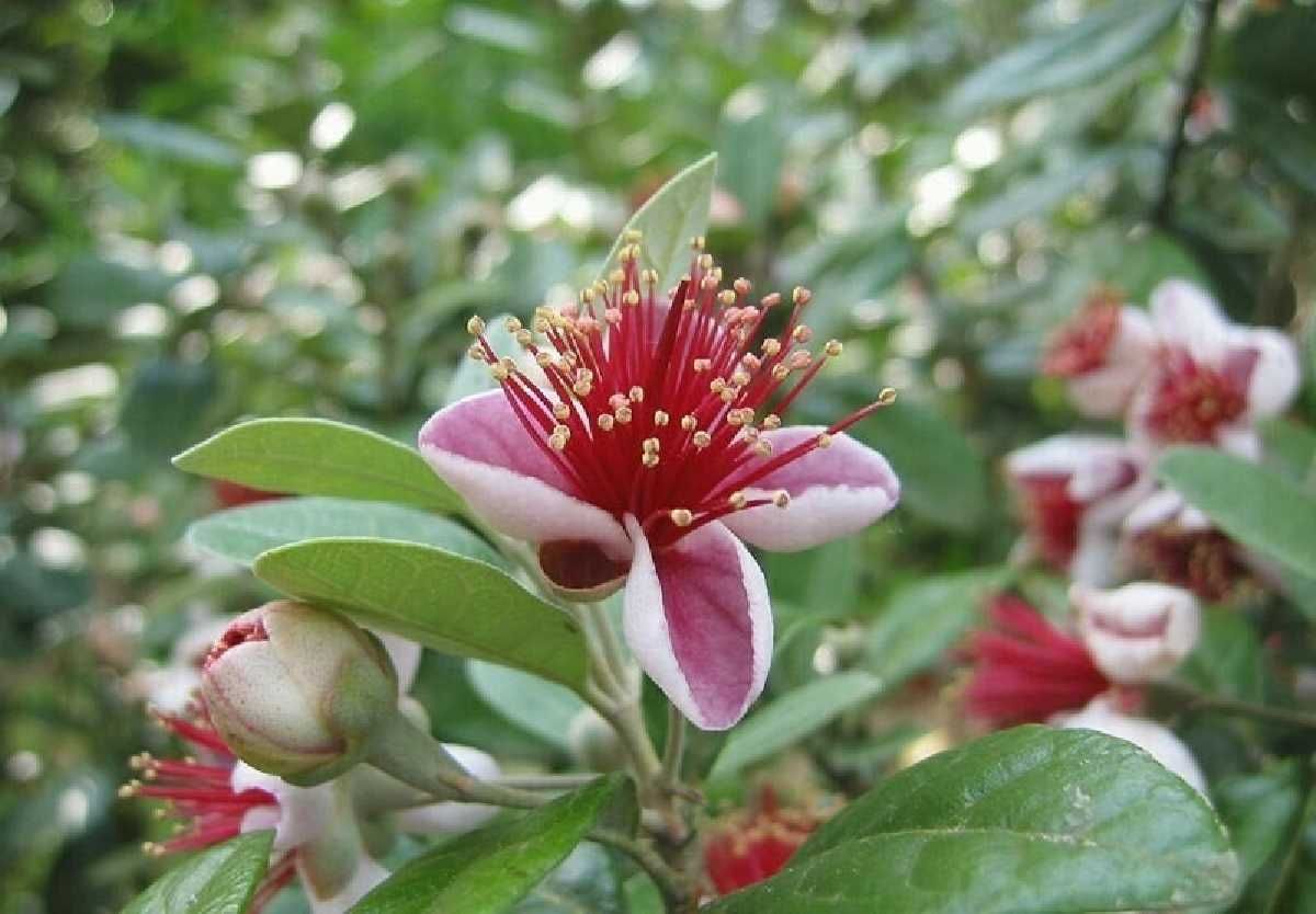 FEIJOA INNESTATA AUTOFERTILE 110 - 130cm ghiveci - planta de gradina