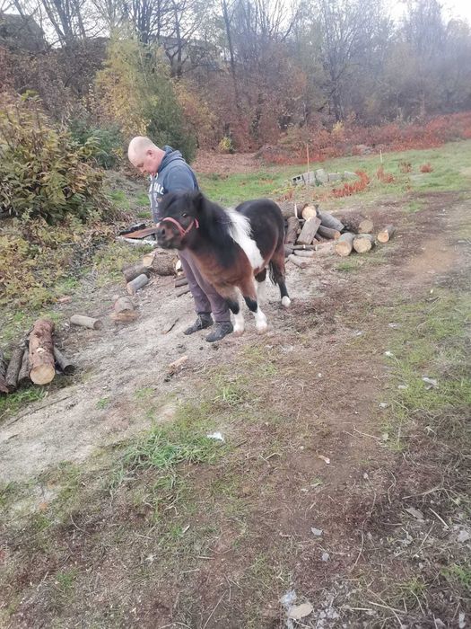Ponei de talie mica