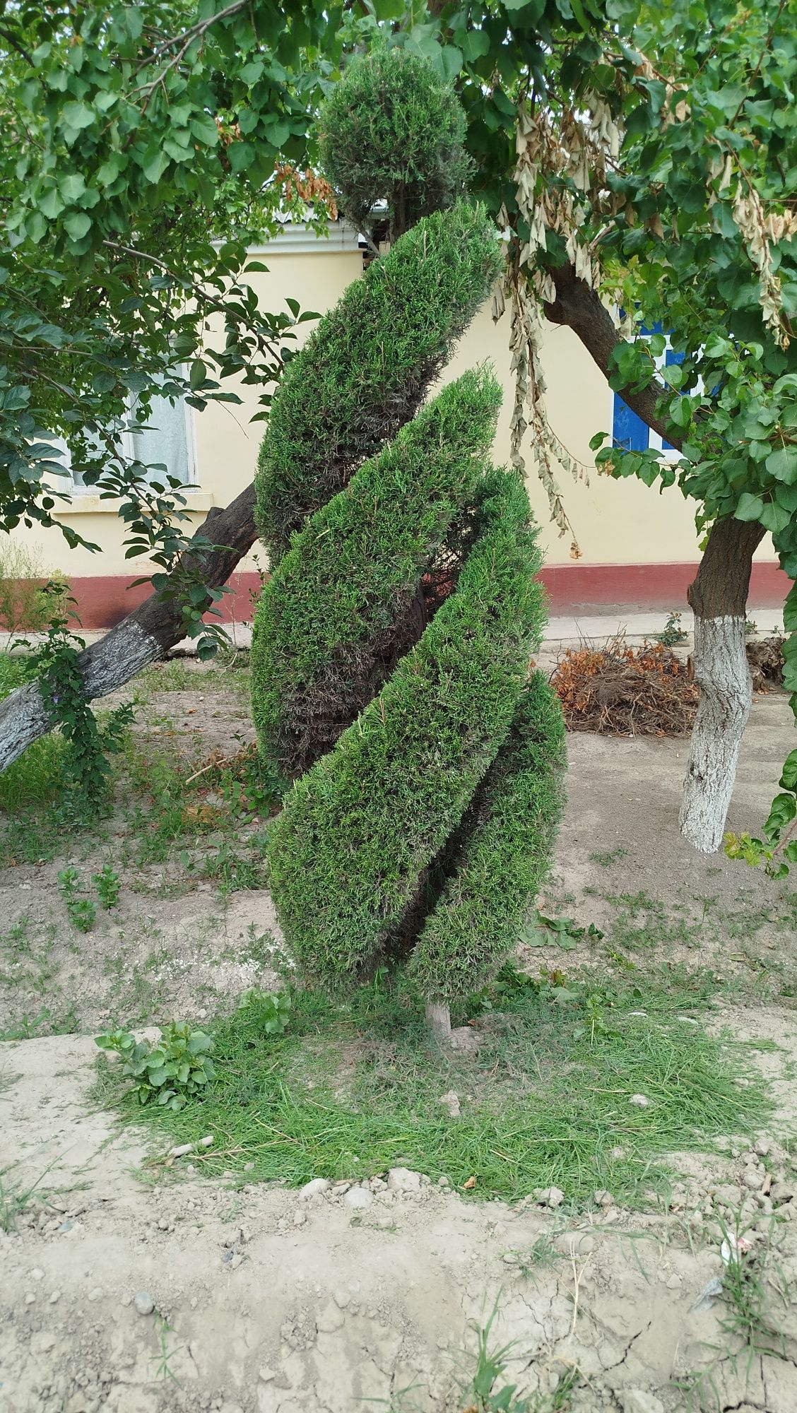 Archa kesish xizmati