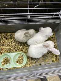 Кролики порода Карликовая
