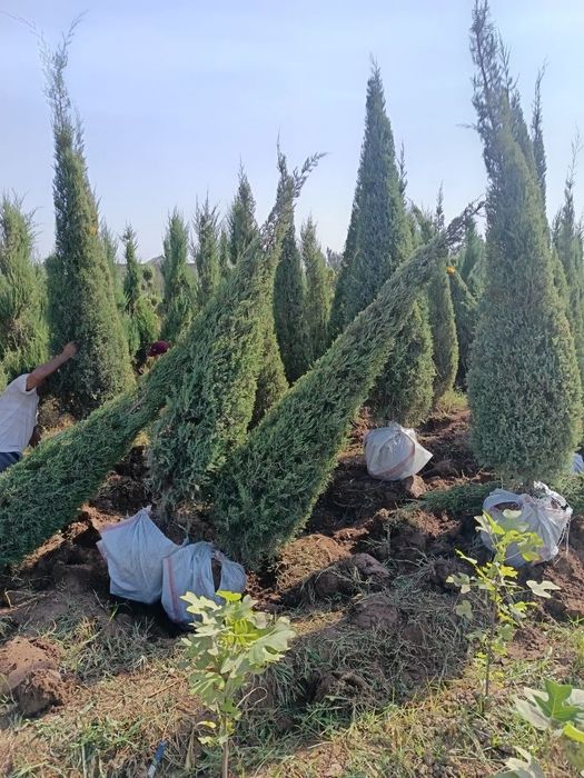 archa va dekrativni kuchatlar