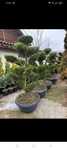Plante ornamentale