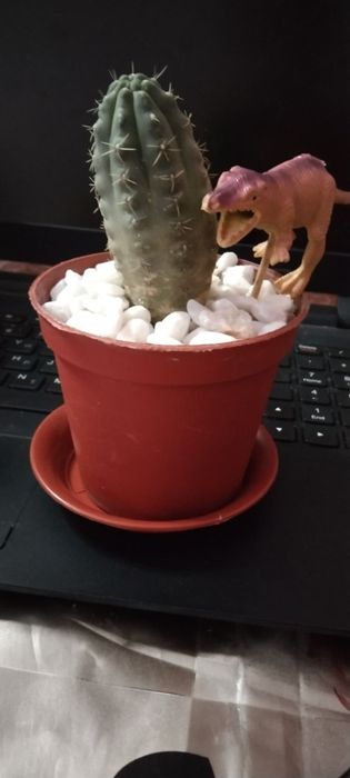Коллкцион кактуслар офис  учун