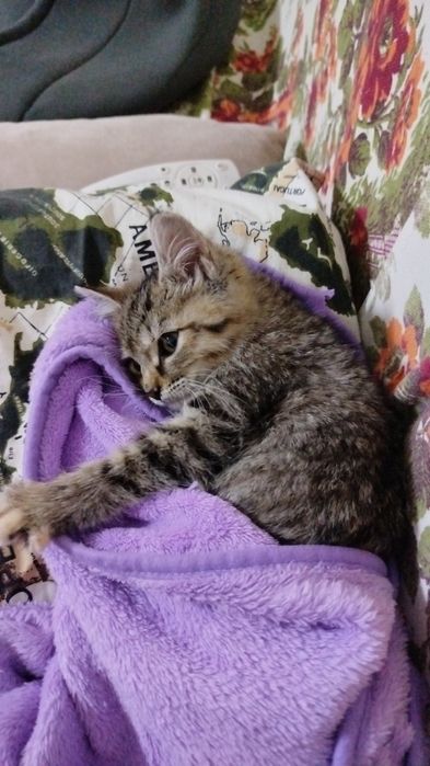 Отдам маленькую кошечку,2 месяца, в добрые руки