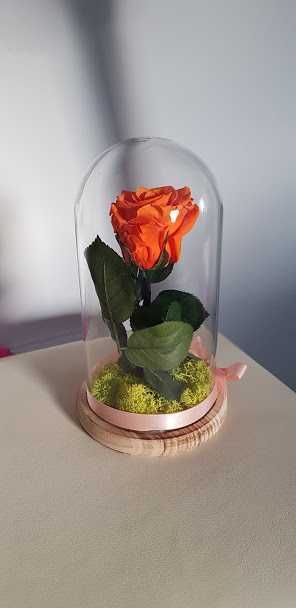 Cupola cu trandafir criogenat trandafiri criogenati