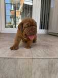 Дог от Бордо / Dogue de bordeaux