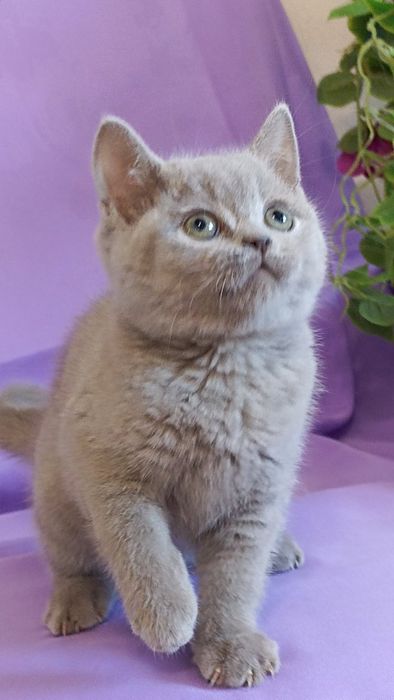British shorthair blue
