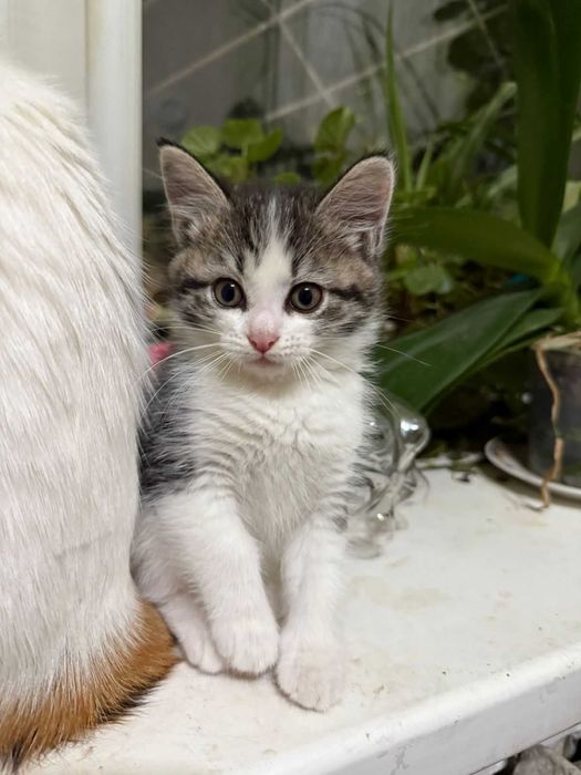 Домашние кошки и котята