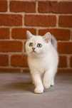 Pisica british shorthair