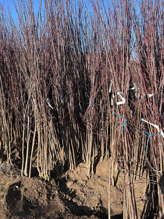 Vând pomi fructiferi