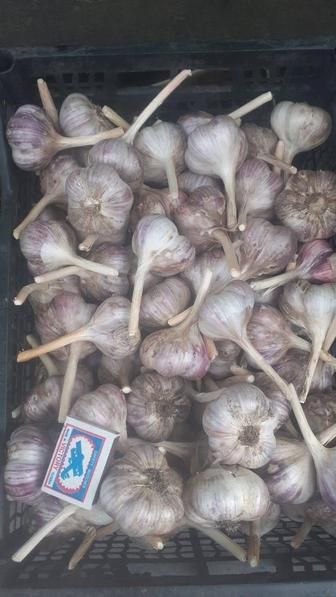 Продам крупный озимый чеснок