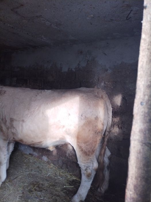 De Vânzare vițel de carne