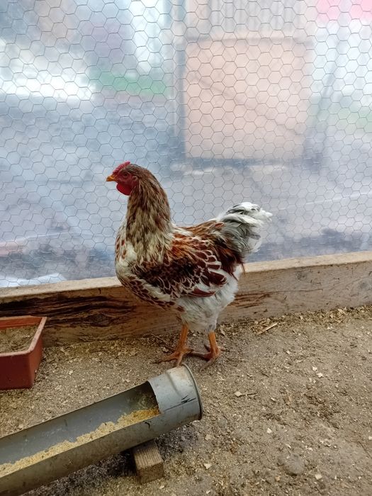 Cocoși Wyndotte splash