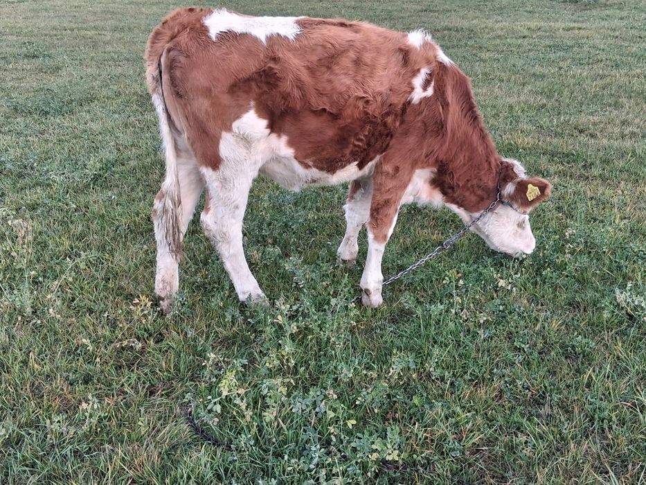 Vitea baltata românească