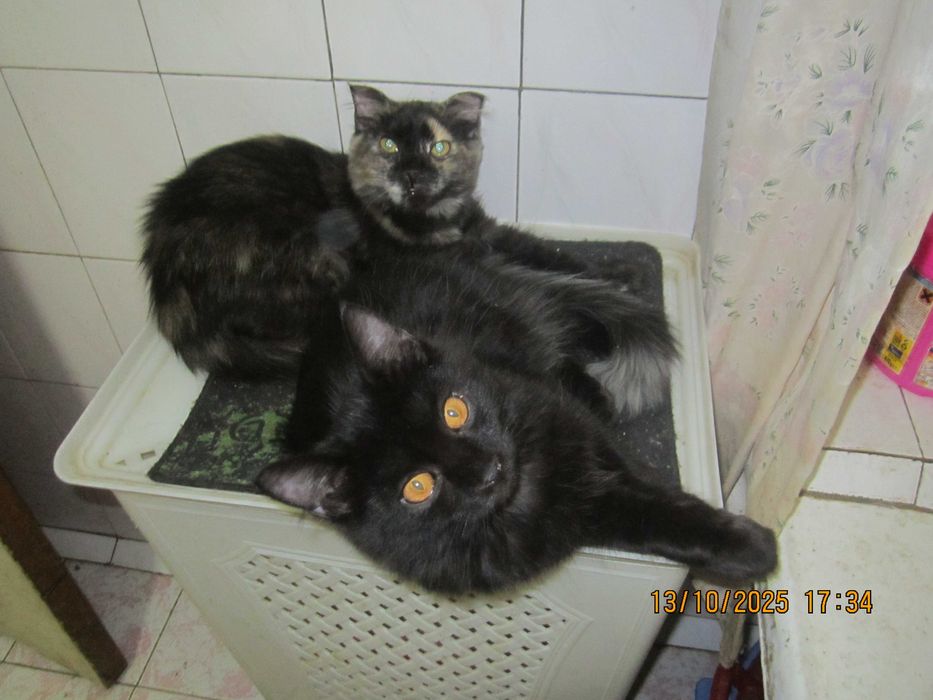 Котята в добрые руки. смотрите другие объявления автора