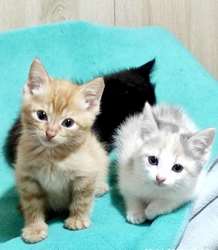 Котята в добрые руки