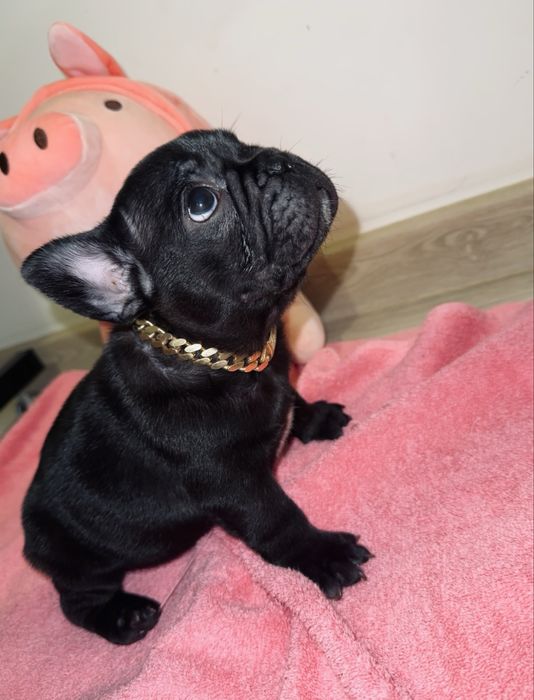 Bulldog Francez- pui mascul negru