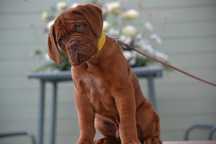 Dog de bordeaux disponibil
