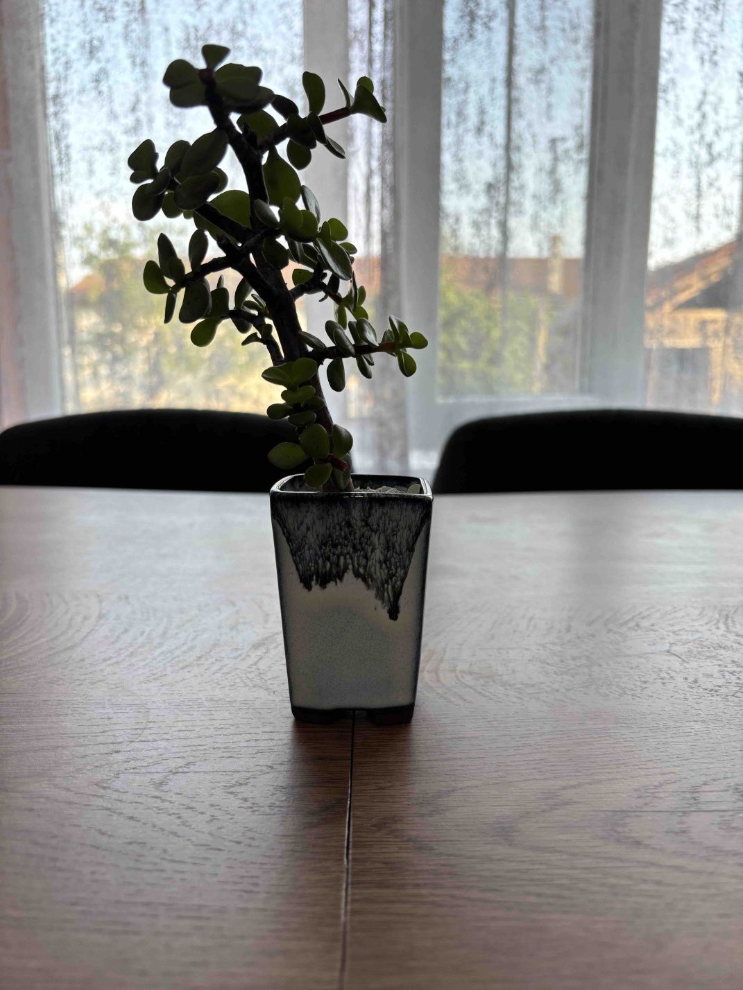Портукария Афра (Portulacaria afra)